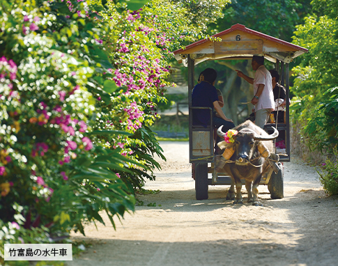 竹富島の水牛車